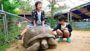 冲绳亲子旅游必去！来「NEOPARK OKINAWA」与疗愈动物亲密接触！