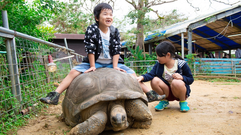 冲绳亲子旅游必去！来「NEOPARK OKINAWA」与疗愈动物亲密接触！