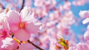 东京都内河津樱胜地五选，不必到近郊就可以欣赏到早春樱花美景