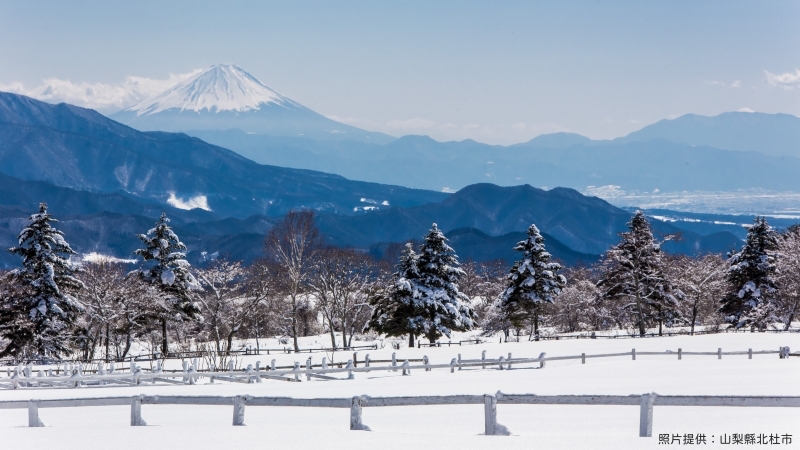 日本最古老的樱花在哪里？前往山梨北杜市来段浪漫之旅吧！