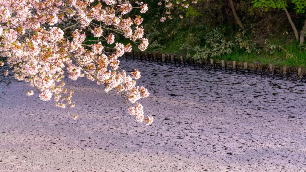 2024年日本青森县赏樱必去景点5选！浪漫至极的粉色花筏美景不容错过