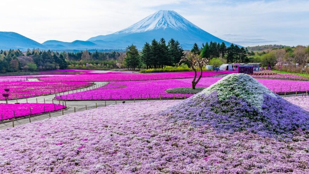2024年「富士芝樱祭」令人屏息的粉红色！|铺上粉红地毯的富士山麓，不可错过的春天限定绝景