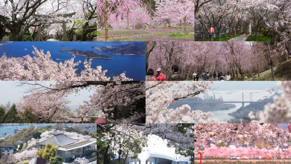 广岛樱花追起来！10大赏樱景点、花期一次看
