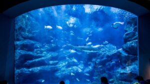 夏日炎炎游chill一下东京三大人气水族馆还原海洋生态仿佛置身海底龙宫