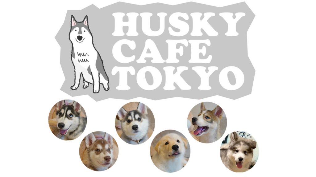 日本第一家哈士奇宠物咖啡厅，「HUSKY CAFE TOKYO」让你尽情与哈士奇近距离接触
